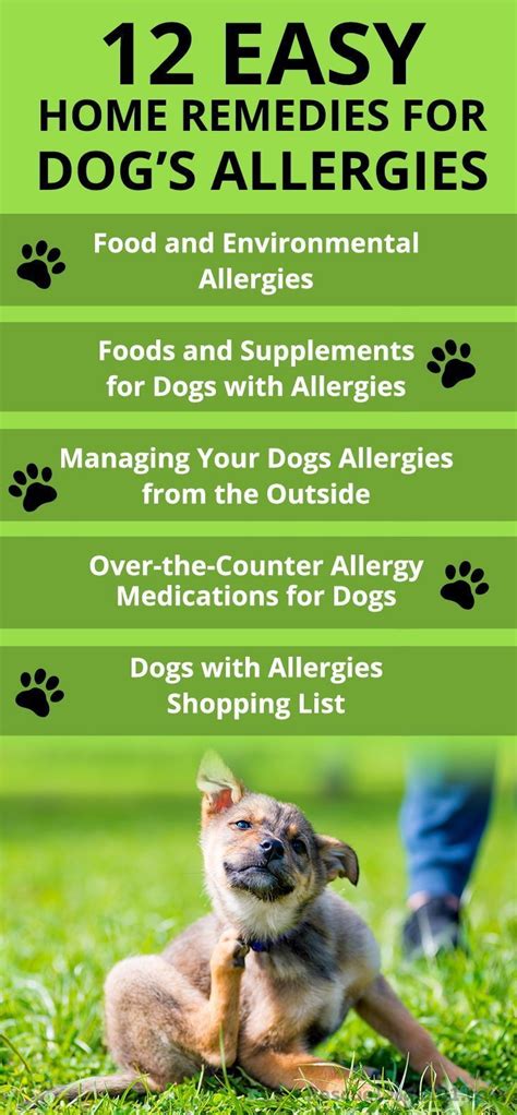 The Ultimate Guide to Home Remedies for Dog Allergies in 2020 | Dog allergies, Medication for ...
