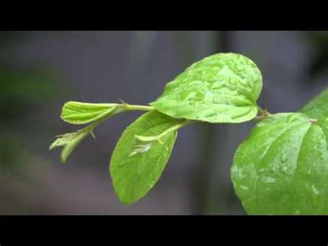 DAUN BIDARA [FOOTAGE SIDR LEAVES] - YouTube