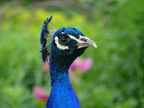 Wildlife Photography of Blue Peacock · Free Stock Photo