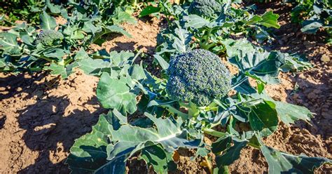 Calabrese Broccoli: Growing & Care Guide - The Garden Magazine