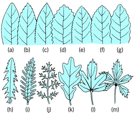 Full Size Picture Leaf-margins-of-various-types.jpg