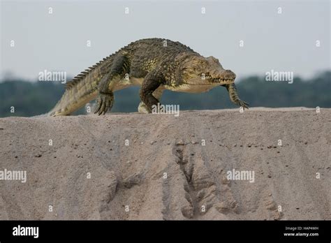 Nile Crocodile,running on land Stock Photo - Alamy