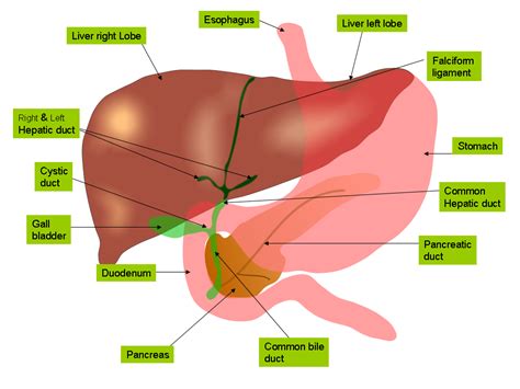 Hepatocellular Carcinoma | Geeky Medics