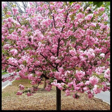 Kwanzan Cherry Blossom Tree - Beautiful, large, bright pink globes of – Online Orchards