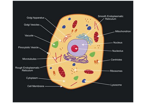 Animal Cell Diagram And Parts