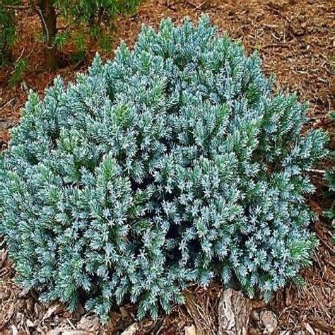 Juniper Blue Star - Bergman Nurseries