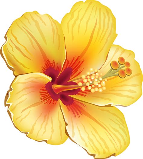 Tiki clipart gumamela flower, Tiki gumamela flower Transparent FREE for ...