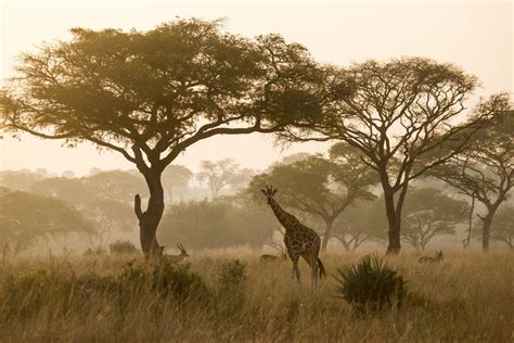 Uganda's National Parks: The Complete List