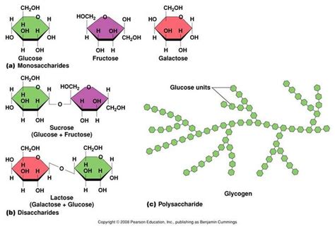 Examples of monosaccharides, disaccharides, and polysaccharides.