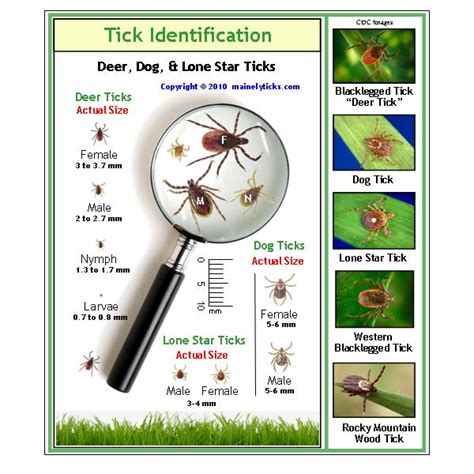 Michigan Tick Identification Chart