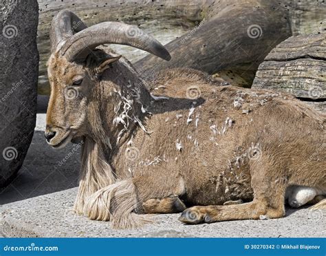 Aoudad Sheep Royalty-Free Stock Photo | CartoonDealer.com #58764939