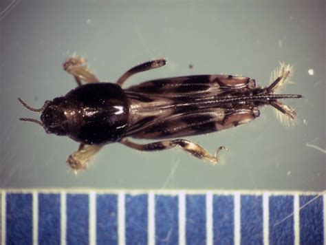 Pygmy mole cricket | PACE Turf Photo Gallery