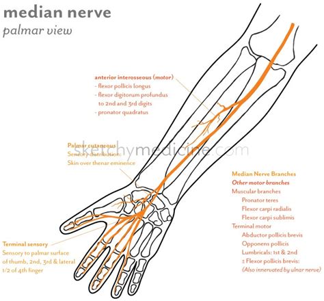 Median Nerve Distribution | Sketchy Medicine