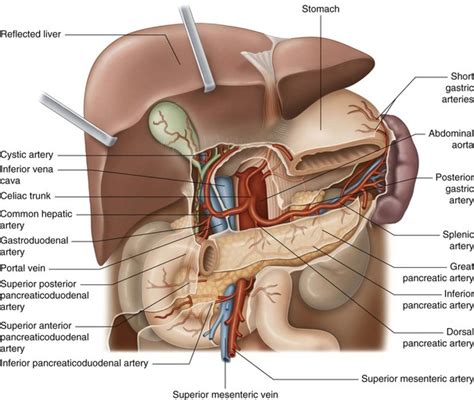 Splenic Artery Diagram