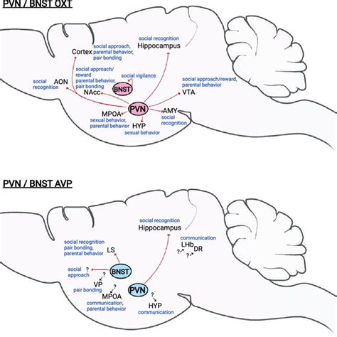 Oxytocin (OXT) and arginine vasopressin (AVP) circuits that regulate... | Download Scientific ...