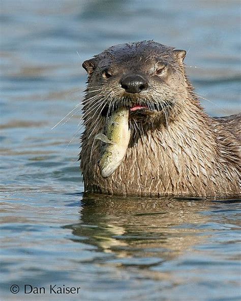 River Otter with fish | Otters, River otter, Wildlife nature