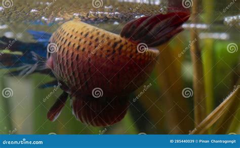 Siamese Fighting Fish in the Breeding Season Stock Video - Video of fertilize, breathe: 285440039