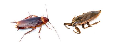 Is A Water Bug A Cockroach - Water Bugs Vs Roaches And How To Deal With Them Youtube : If you ...