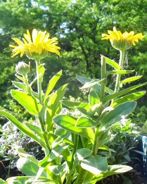 Backyard Patch Herbal Blog: Recipe of the weekend - Calendula Pesto