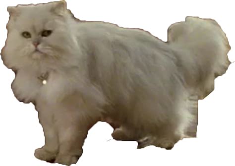 Snowbell | Stuart Little Wiki | FANDOM powered by Wikia