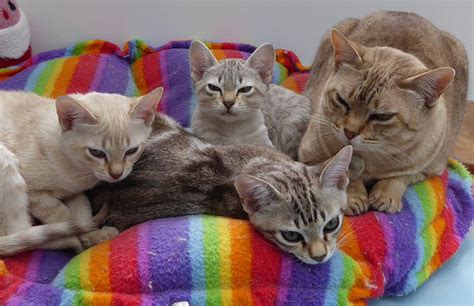 Australian Mist Breeders Australia | Australian Mist Info & kittens