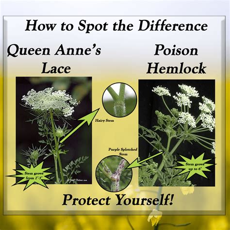 Spotting the Difference Between Queen Anne's Lace and Poison Hemlock