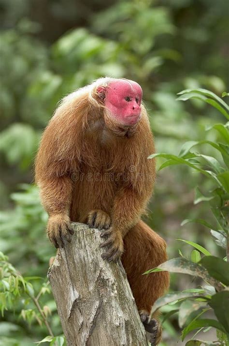 Red Uakari monkey stock photo. Image of rainforest, brazil - 8101660