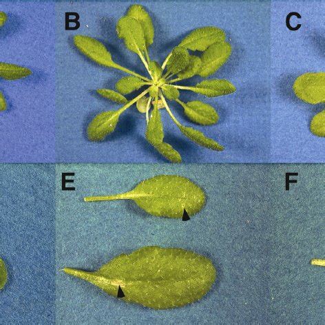 Disease symptoms caused by Pseudomonas syringae pv. tomato DC3000 or... | Download Scientific ...