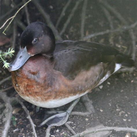 Baer's Pochard