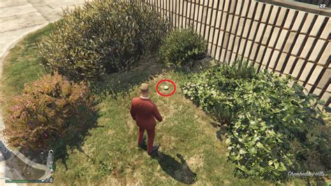 Peyote Plants In Gta 5 - Plants BY