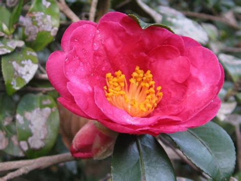 Camellia japonica (Japanese Camellia) | Common name: Japanes… | Flickr