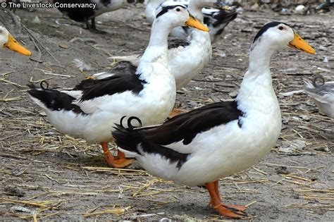 Magpie Duck - Breed Profile - Backyard Poultry