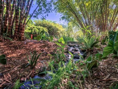 Photographs of the Botanical Garden of Culiacan, Sinaloa 2020 ️