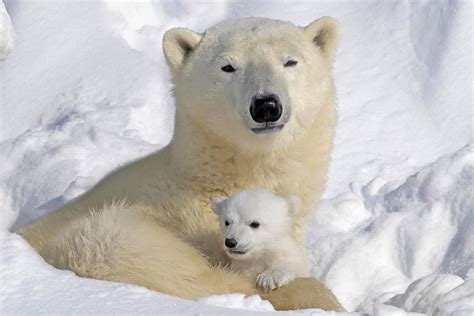 Polar Bear cubs emerge from the den for the first time - Big Wild World