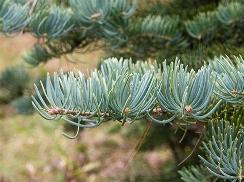 Abies concolor (white fir): Go Botany