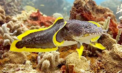 Splendid Toadfish Seen Dancing at Potential Prey | Reef Builders | The Reef and Saltwater ...