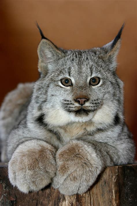 Lynx Kitten Portrait | I was looking back at some older shot… | Flickr