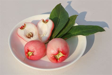 Jambu Wax Apple, Syzygium samarangense, edible fruit on a plate, with a cut cross section ...