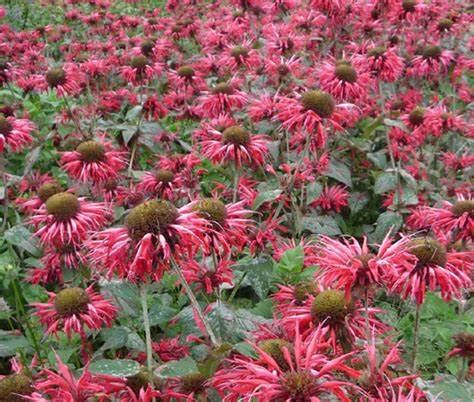 Bee Balm Panorama Mix Monarda Didyma Seeds