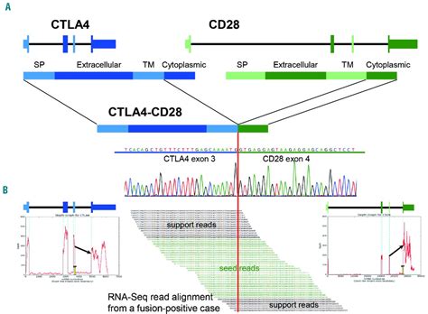 Frequent CTLA4-CD28 gene fusion in diverse types of T-cell lymphoma | Haematologica