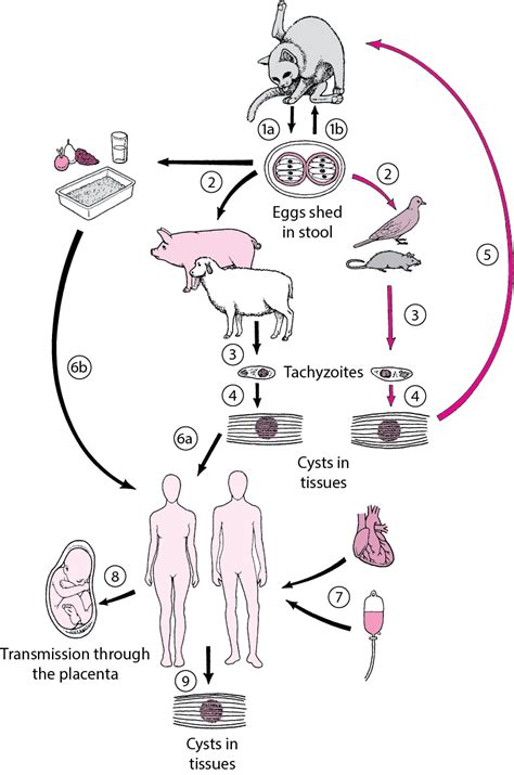 Figure: Life Cycle of Toxoplasma gondii - MSD Manual Consumer Version