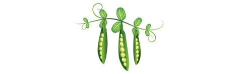The Pea Plant and its Uncommon Properties - WholisticMatters
