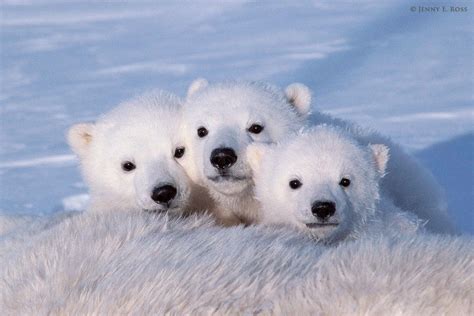 Cute Baby Polar Bears Wallpapers - Wallpaper Cave