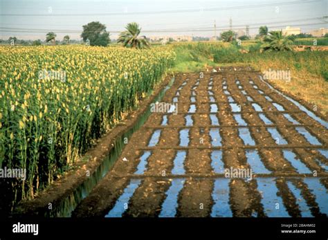 Egyptian Irrigation Canals