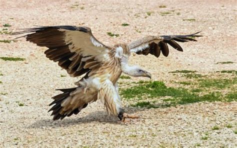 Free picture: condor bird, animal, blue sky, outdoor, daylight, nature, flight, wing