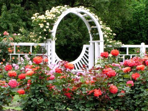 Beautiful Rose Flower Garden Images | Best Flower Site