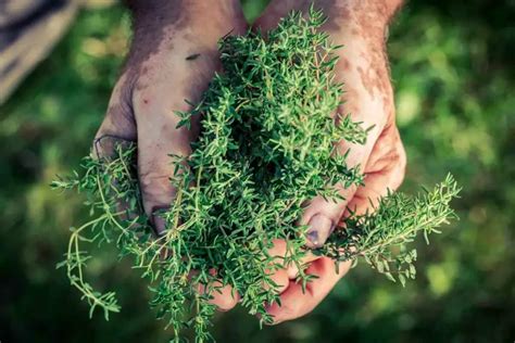 How to Propagate Thyme from Cuttings in Water - Gardenia Organic