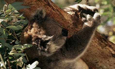 10 Species that Hug Trees | Stories | WWF