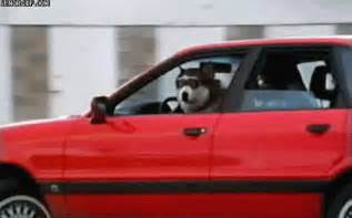 dog driving gifs | WiffleGif