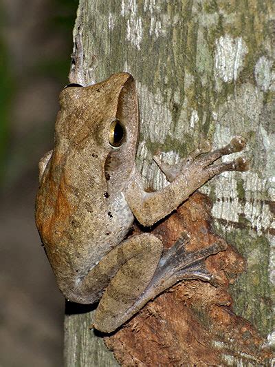 Brown Tree Frog - Polypedates megacephalus